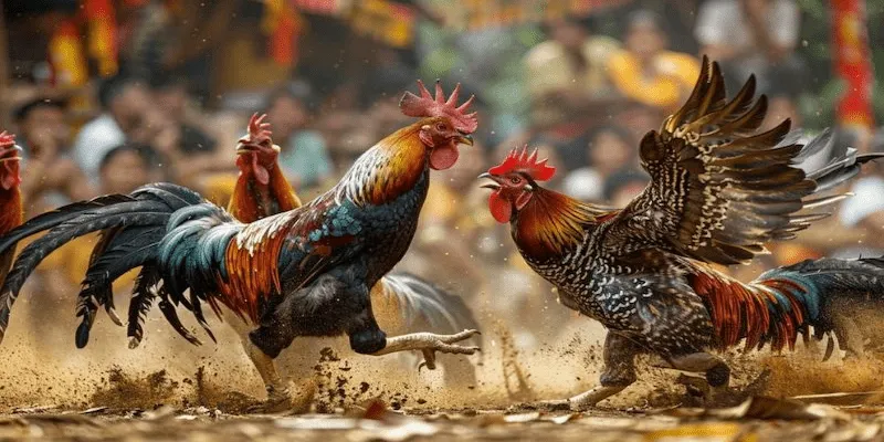 Trang đá gà trực tiếp Các lưu ý quan trọng khi tham gia trang đá gà trực tiếp