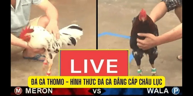Trang đá gà trực tiếp Cách nhận biết nhà cái uy tín khi chơi trang đá gà trực tiếp