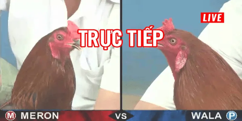 Trang đá gà trực tiếp Tại sao nên chọn trang đá gà trực tiếp ở nhà cái uy tín?
