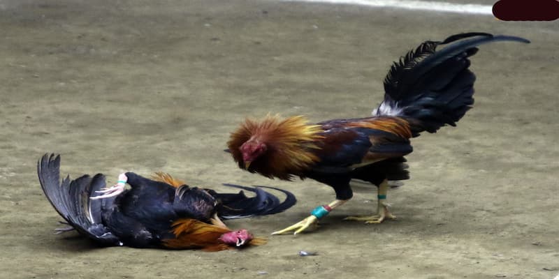 Đá gà cựa sắt