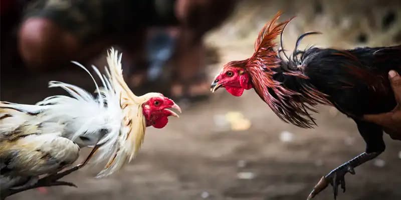 Đá gà Philippines Hướng dẫn cách chơi đá gà Philippines