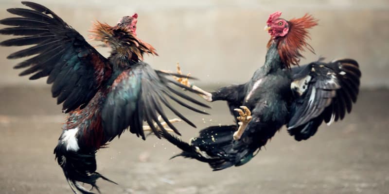 Đá gà Thomo Campuchua Lợi ích khi tham gia đá gà Thomo