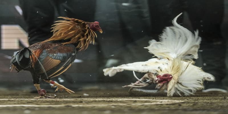 Lưu ý quan trọng khi chơi đá gà cựa sắt
